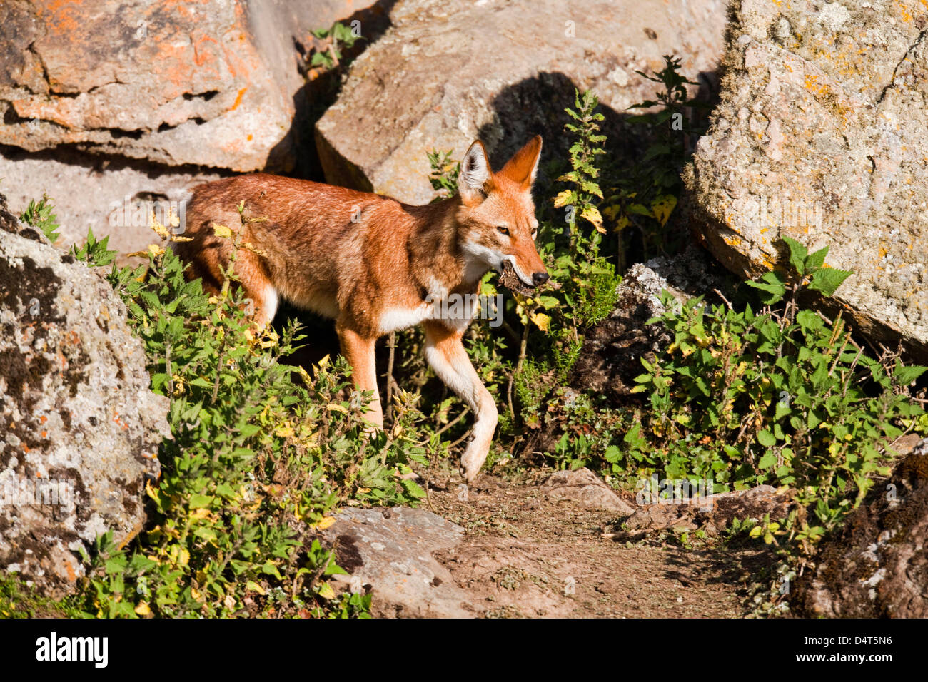 Etiope Lupo (Canis simensis), Bale Mountains National Park, Etiopia Foto Stock