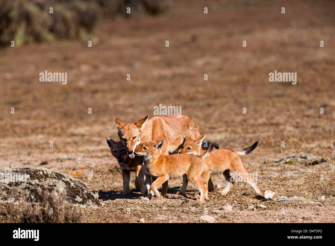 Etiope Lupo (Canis simensis), Bale Mountains National Park, Etiopia Foto Stock