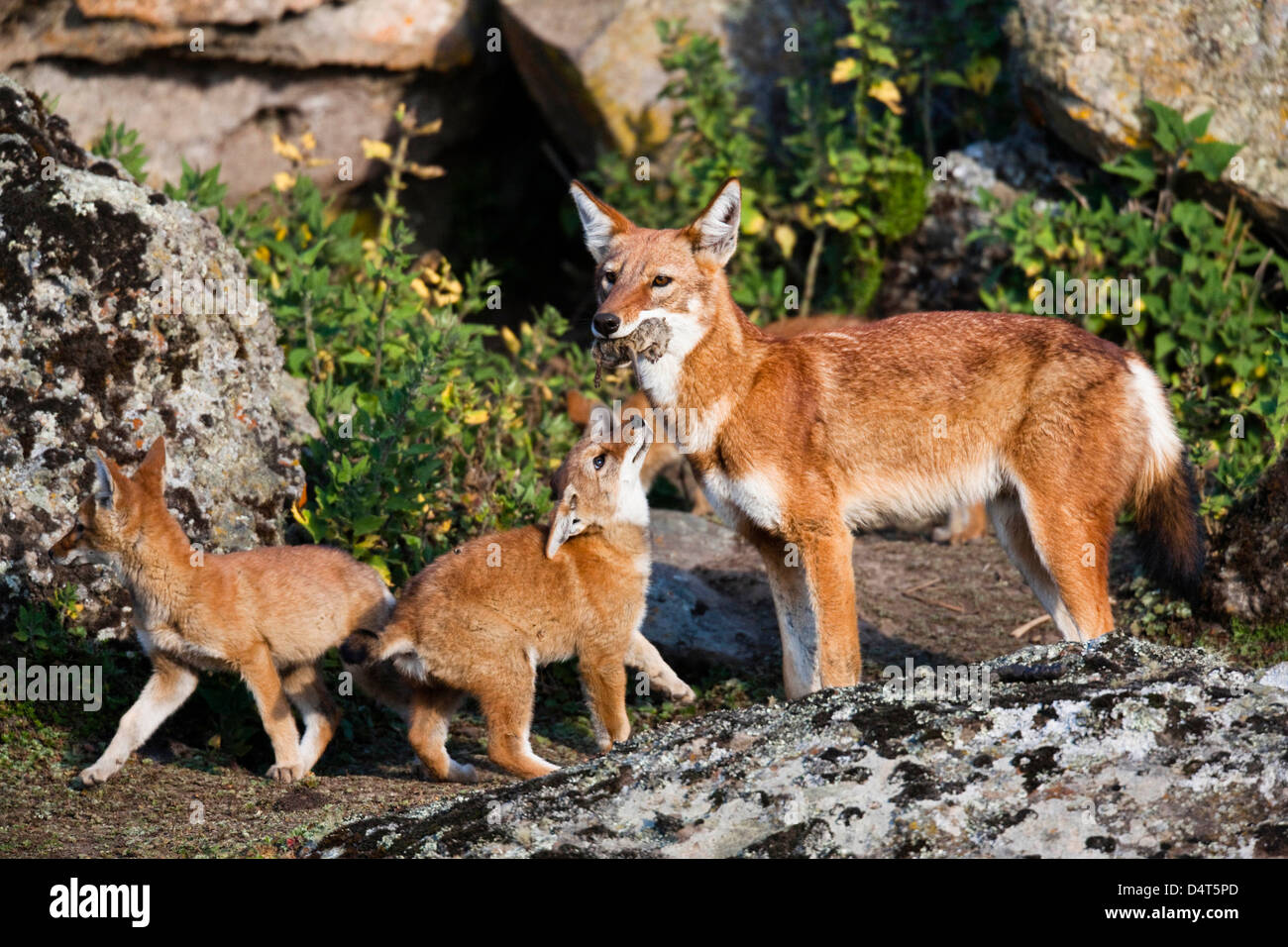 Etiope Lupo (Canis simensis), Bale Mountains National Park, Etiopia Foto Stock