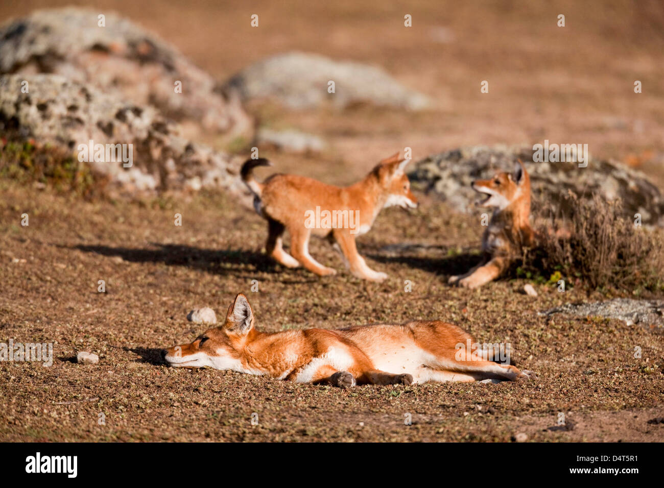 Etiope Lupo (Canis simensis), Bale Mountains National Park, Etiopia Foto Stock