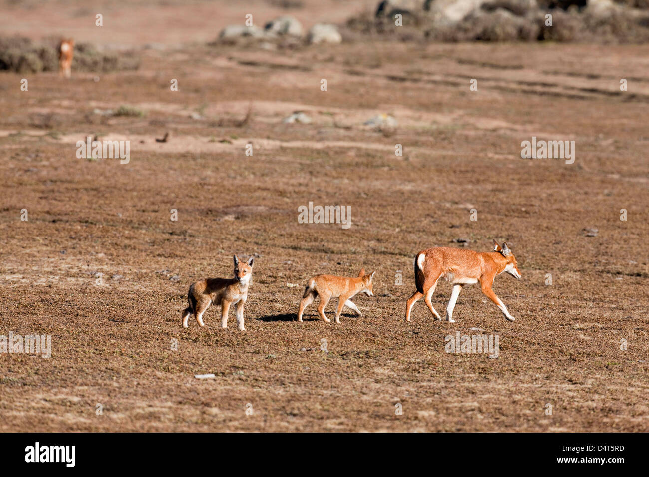 Etiope Lupo (Canis simensis), Bale Mountains National Park, Etiopia Foto Stock