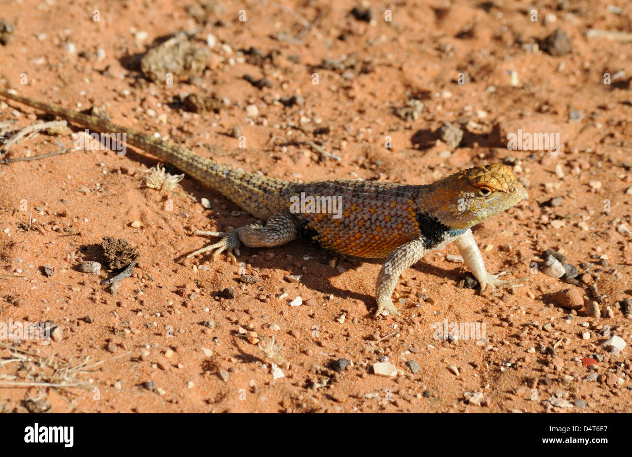 Desert Spiny Lizard (magister dello scopolio), uomo adulto che si riscalda su un terreno sabbioso, Grand Staircase Escalante National Monument, Utah, USA Foto Stock