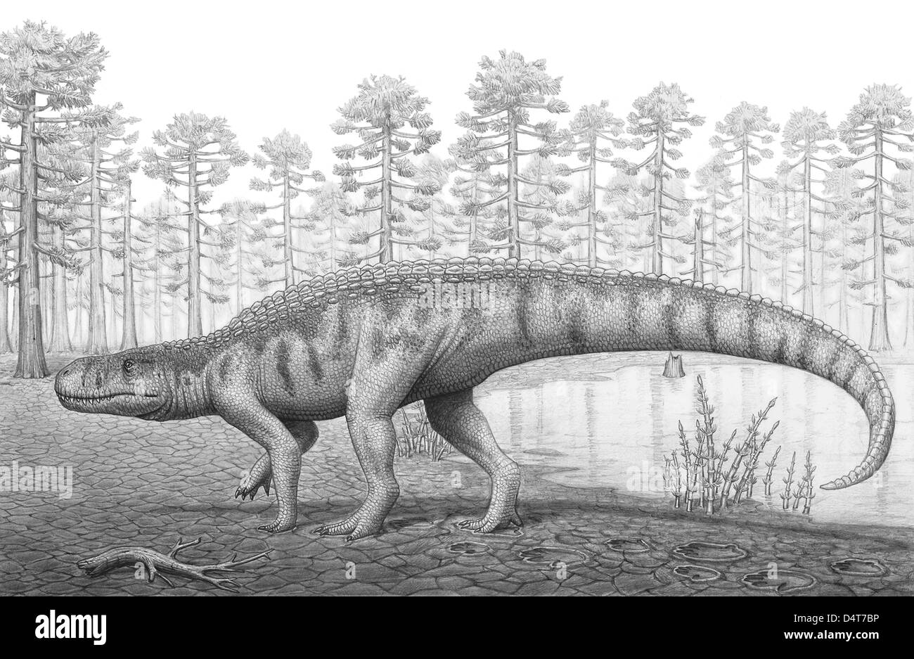 Un Chirotherium roam preistoria paesaggio. Foto Stock