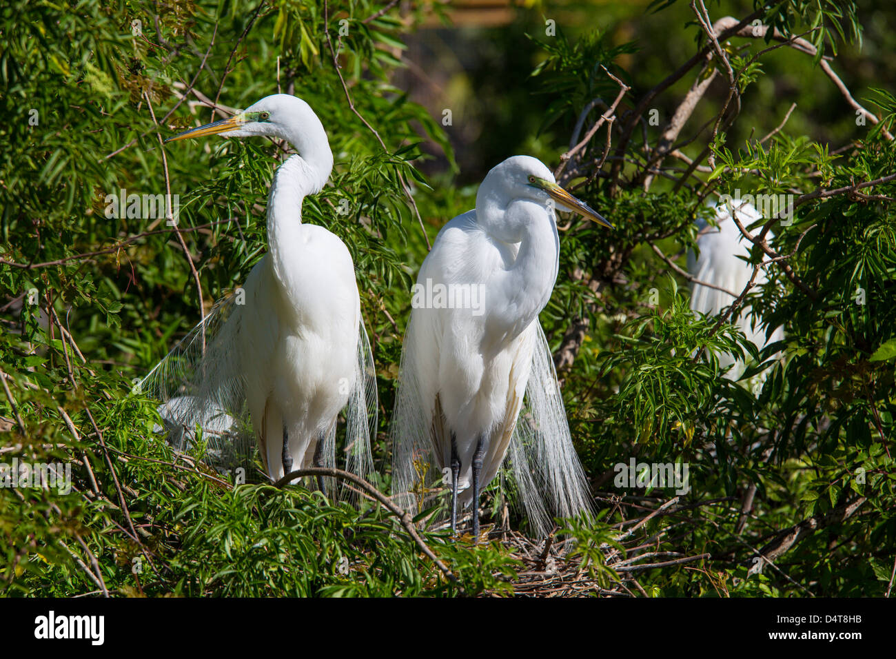 Una coppia di airone bianco maggiore o American Garzetta a Gatorland in Orlando Florida Foto Stock