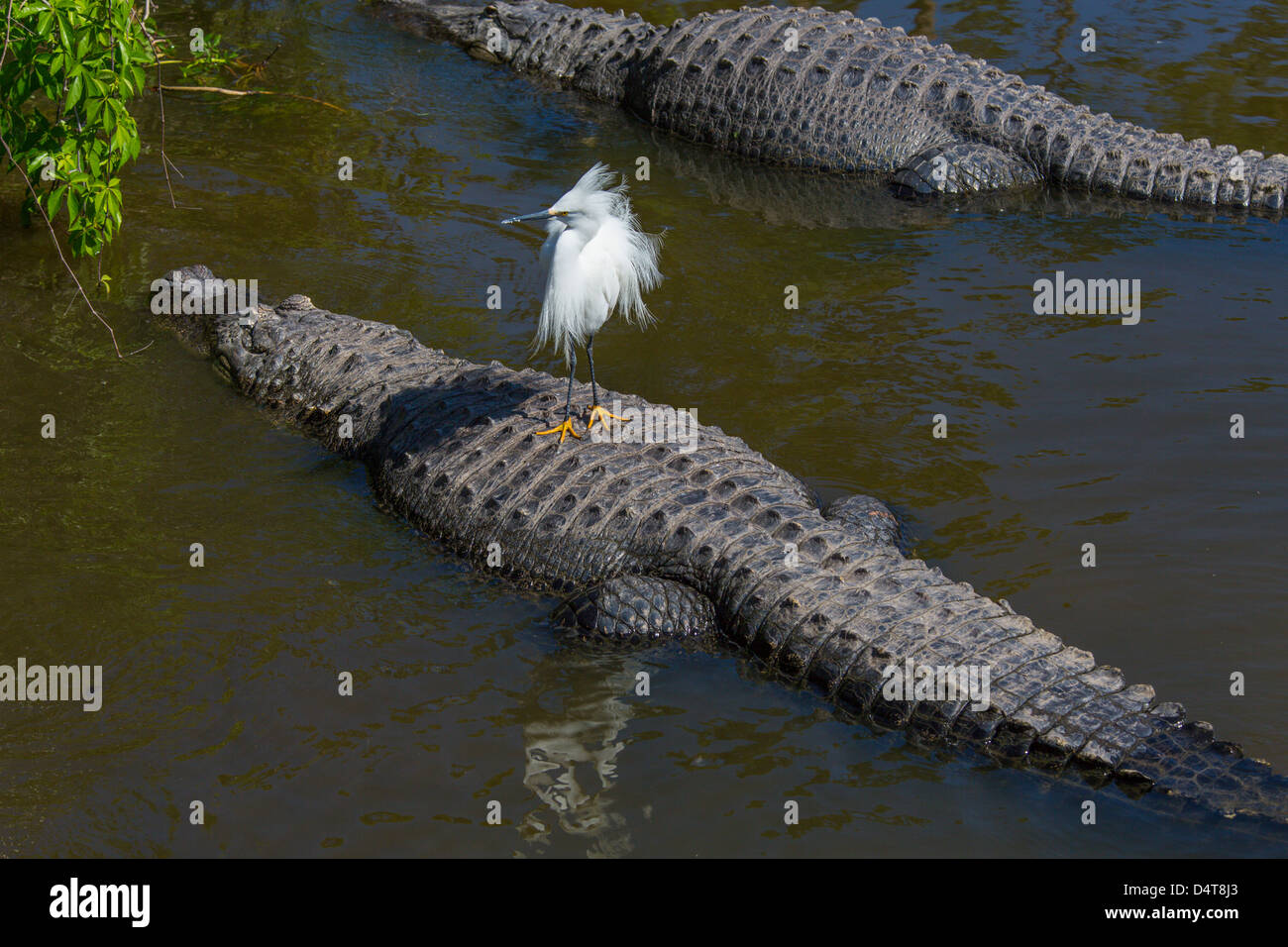 Alligaors e uccelli insieme a Gatorland in Orlando Florida Foto Stock