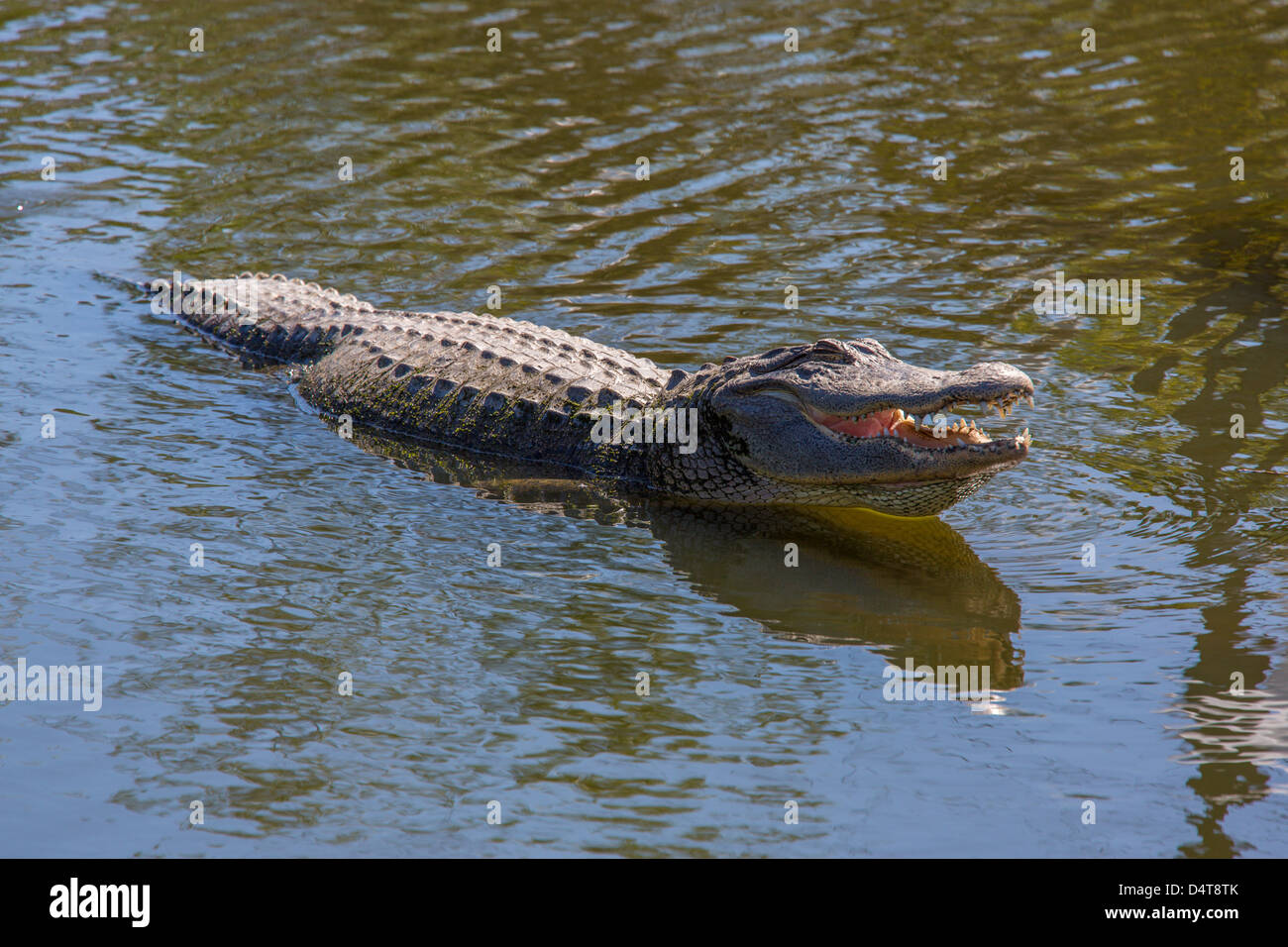 Alligatore con la bocca aperta a Gatorland in Orlando Florida Foto Stock