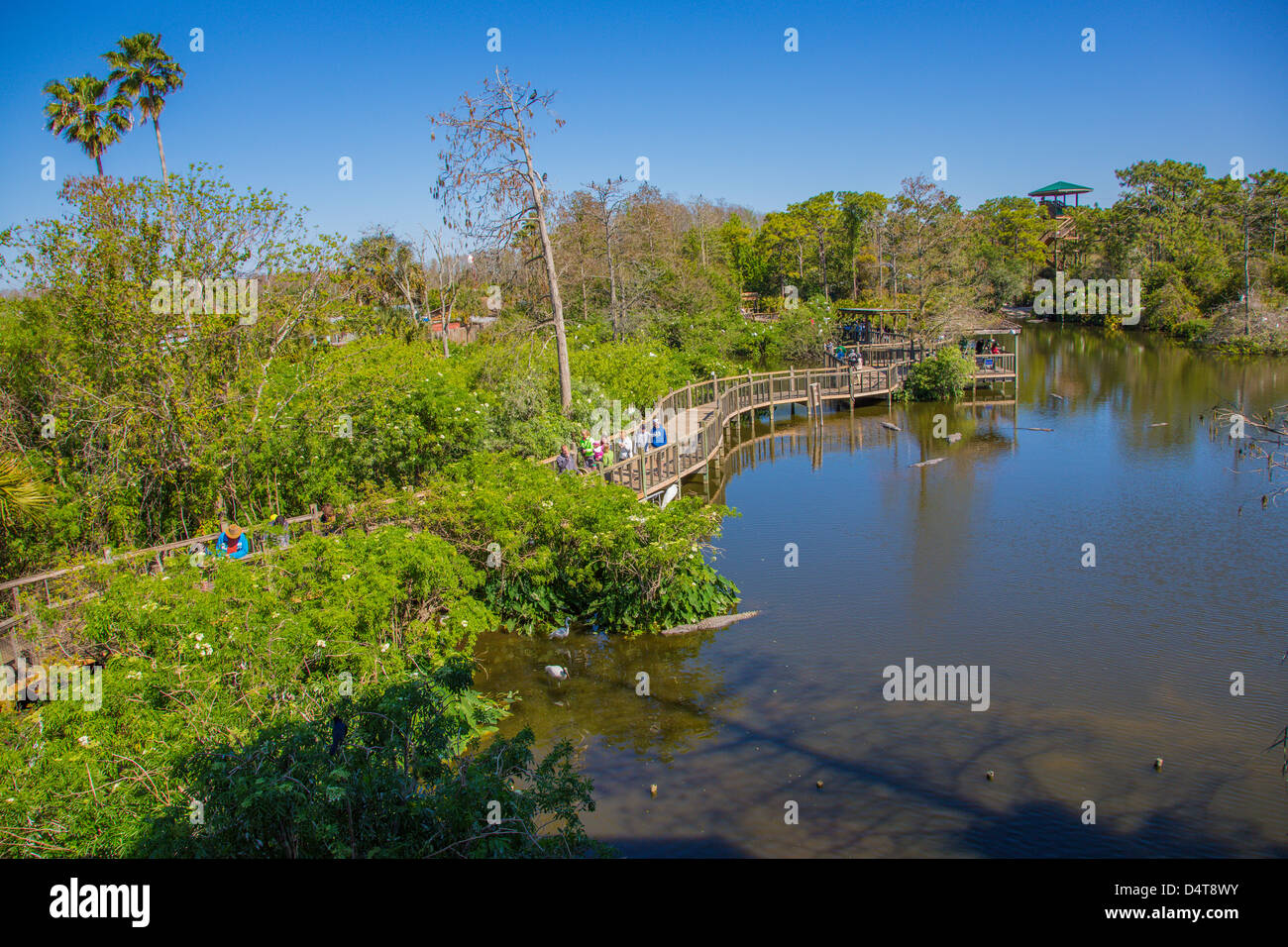 Il Boardwalk bird rookery e stagno a Gatorland in Orlando Florida Foto Stock