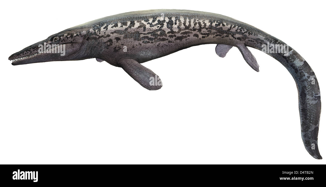 Illustrazione di un Tylosaurus da epoca preistorica. Foto Stock