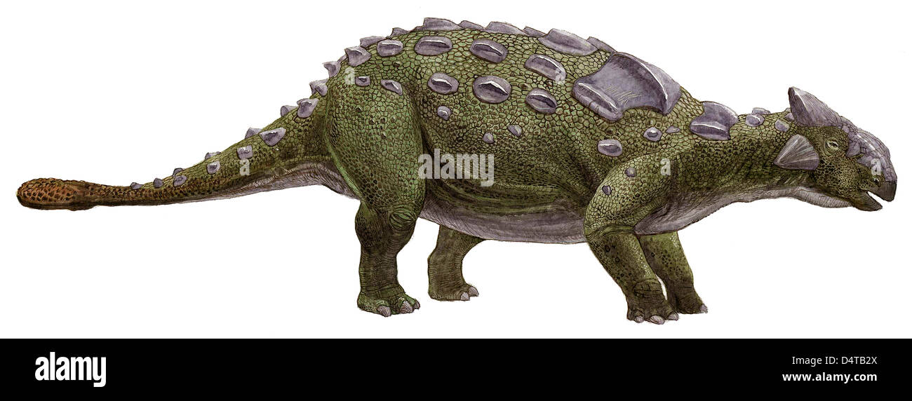 Ankylosaurus magniventris, preistoria dinosauro. Foto Stock