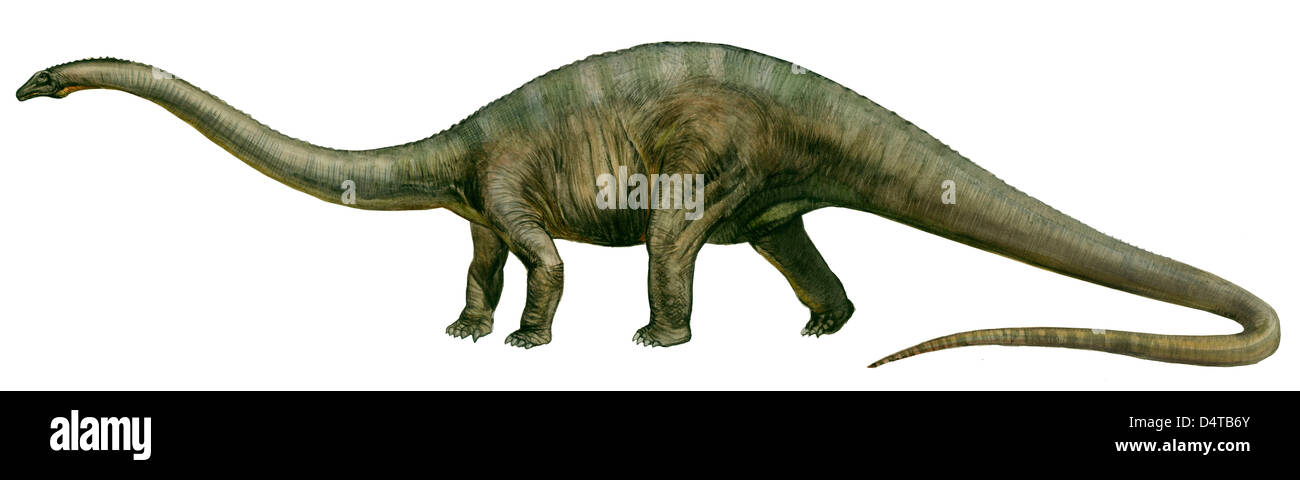 Diplodocus (retro), preistoria dinosauro del Giurassico. Foto Stock