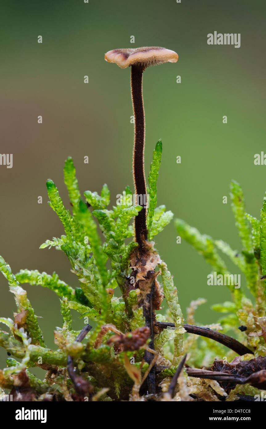 Un fungo earpick (Auriscalpium vulgare) retroilluminato per mostrare i peli sulla stipe, crescendo attraverso le fronde di muschio in Clumber Park, Foto Stock