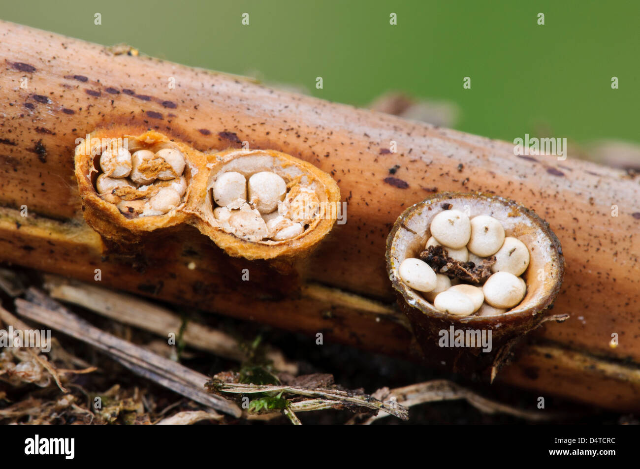 Corpi fruttiferi di Common Bird's Nest fungo (Crucibulum laeve) dopo i tappi sono venuti fuori per rivelare le " uova " all'interno. Foto Stock