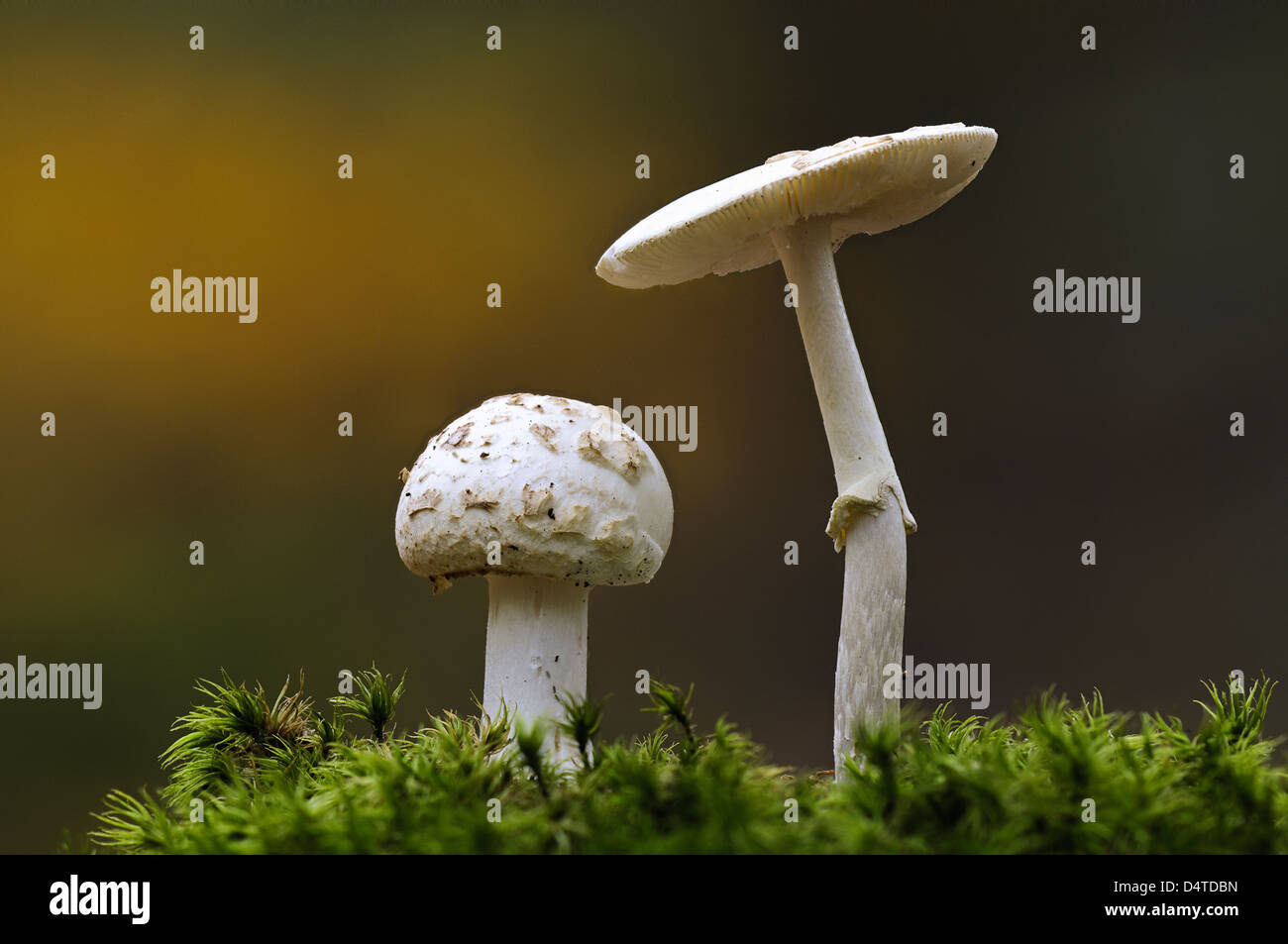 Due falsi deathcaps (Amanita citrina) crescere in mezzo di moss in Clumber Park, Nottinghamshire. Ottobre. Foto Stock