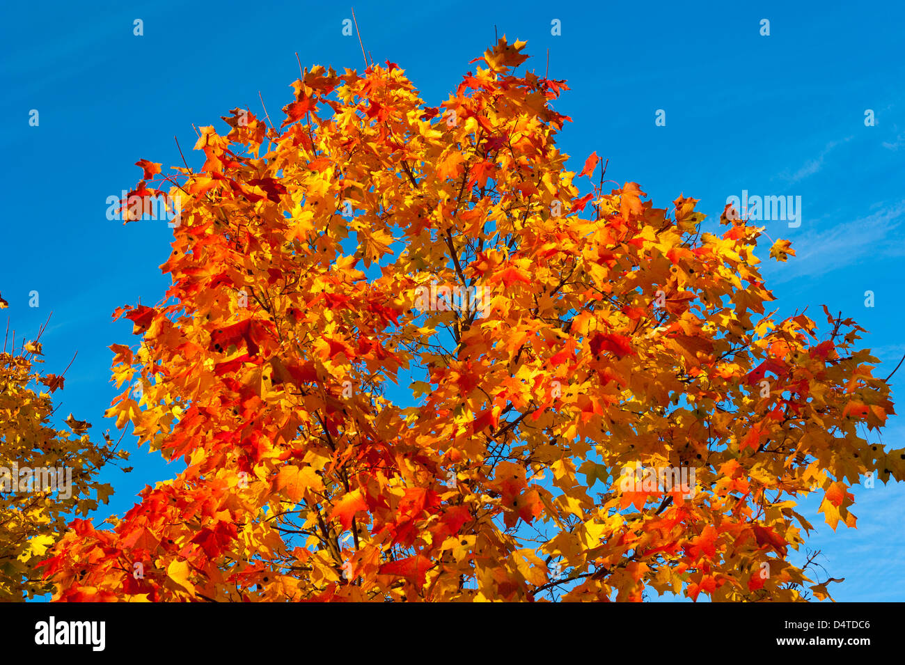 Vivacemente colorato treetops su un limpido giorno di autunno Foto Stock