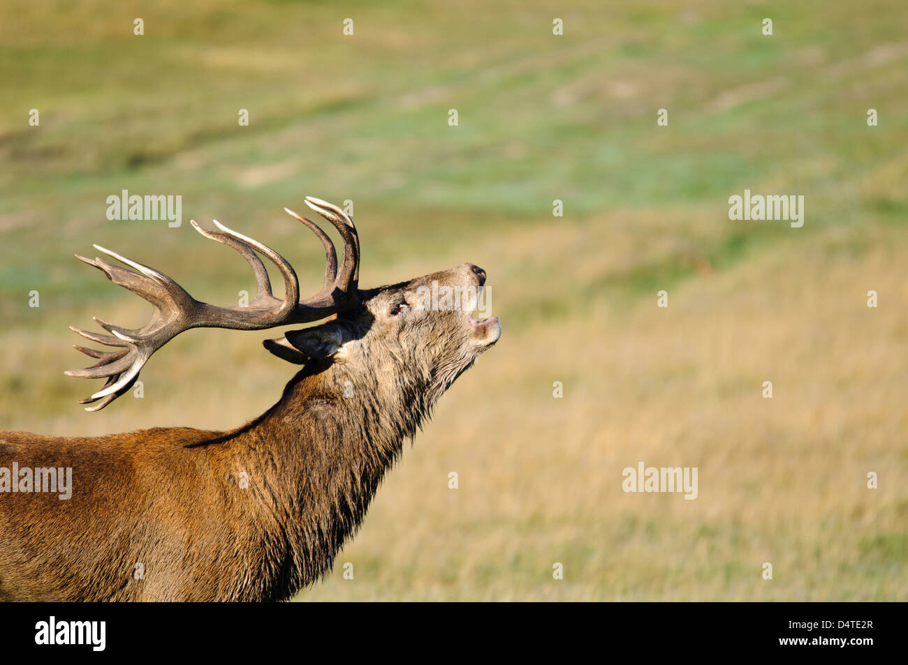 Di testa e spalle colpo di un ruggente Red Deer cervo (Cervus elaphus) nella prateria aperta a Richmond Park. Ottobre. Foto Stock