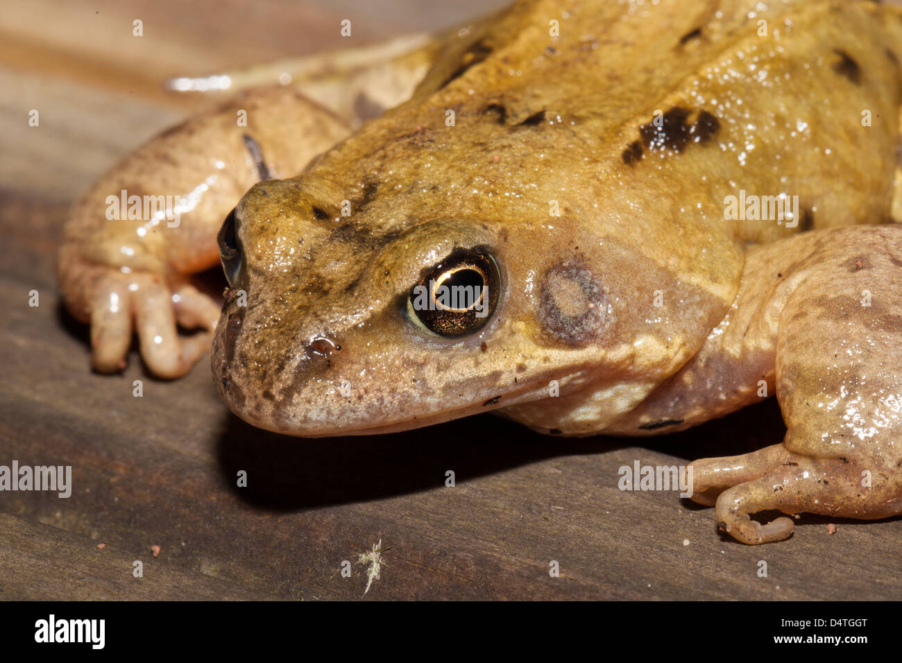 Ravvicinata di una rana comune Foto Stock