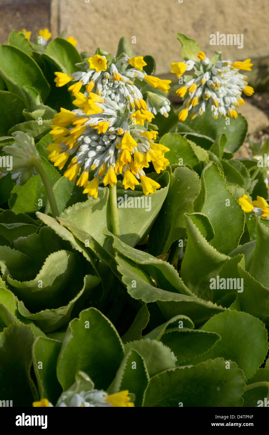 Primula palinuri Foto Stock