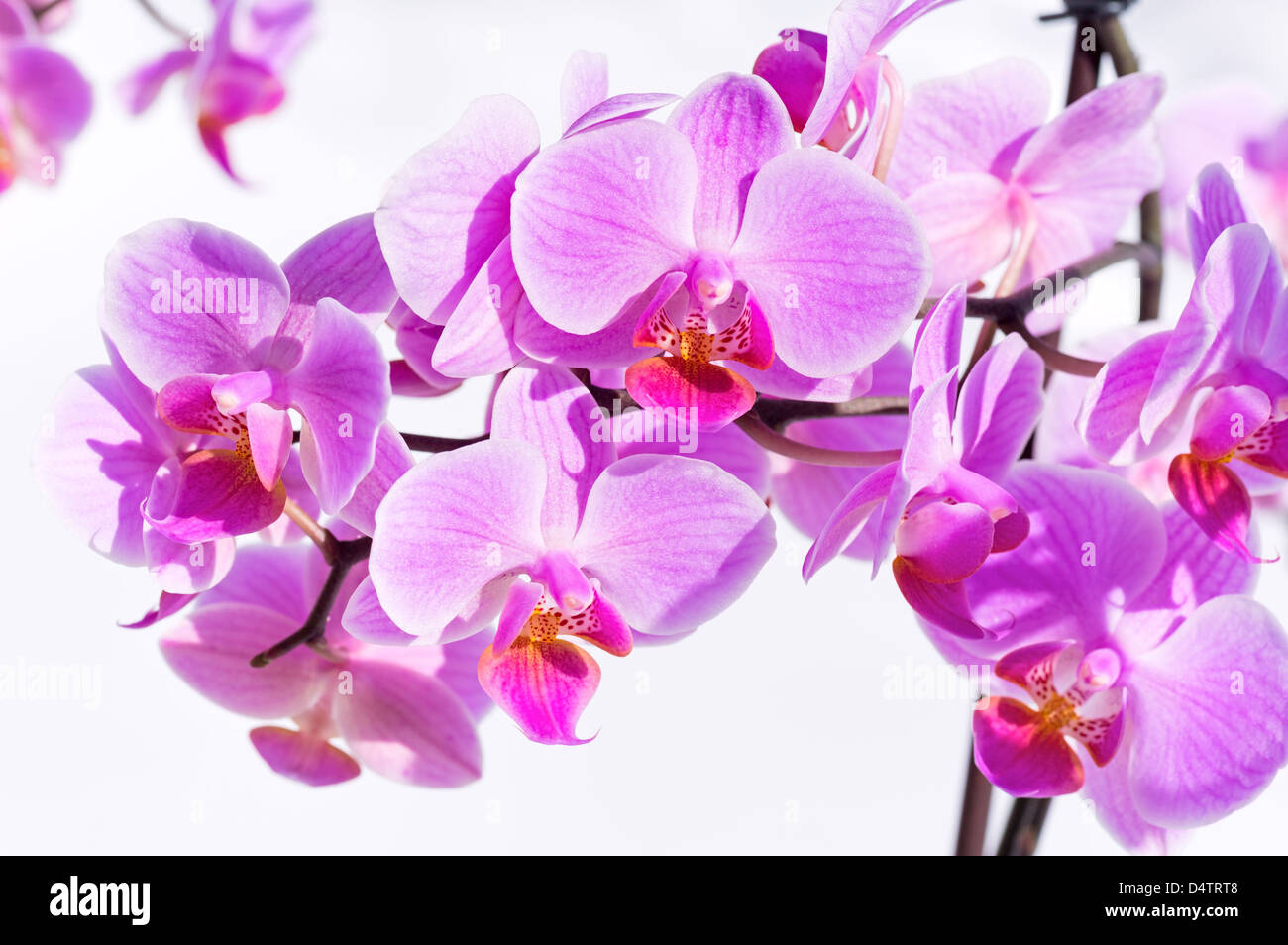 Bella rosa-magenta fiori di orchidea cluster su sfondo di neve Foto Stock