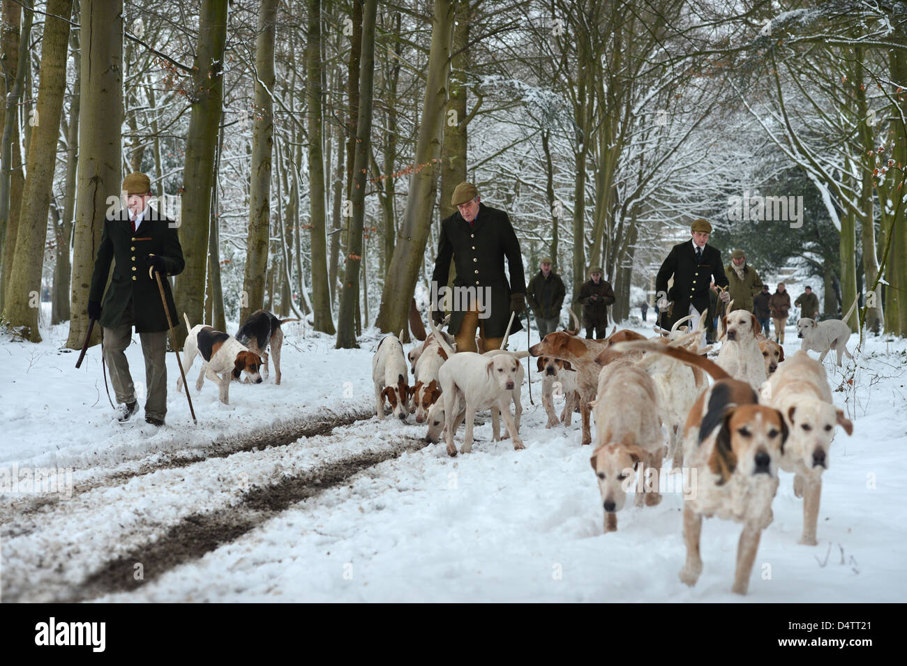 Il Beaufort Hunt che esercitano i loro cani nel Parco di Badminton esse erano in grado di cacciare a causa della neve - Huntsman Tony Holdswor Foto Stock