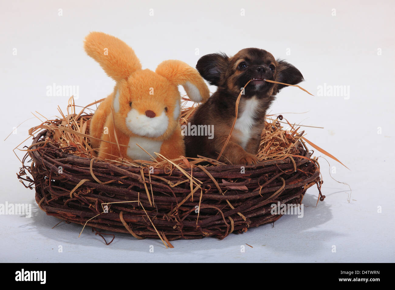 Chihuahua, longhaired, cucciolo, 9 settimane / coccola toy, nido, paglia Foto Stock