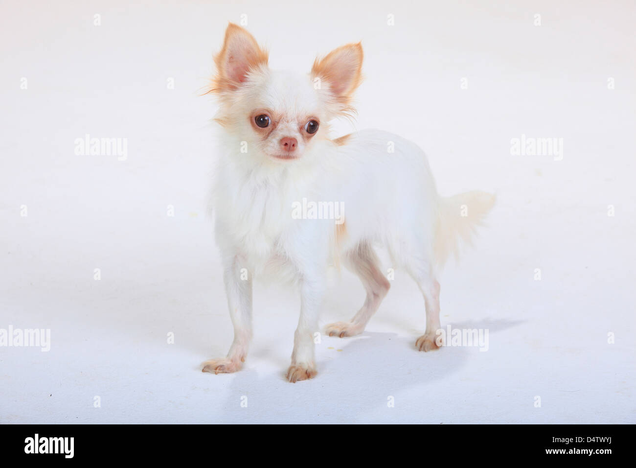Chihuahua, longhaired |Chihuahua, langhaarig Foto Stock