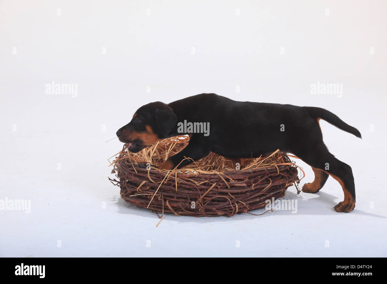 Dobermann Pinscher, cucciolo, 5 settimane / nido, paglia, lato |Dobermann, Welpe, 5 Wochen / nido, Stroh, seitlich Foto Stock