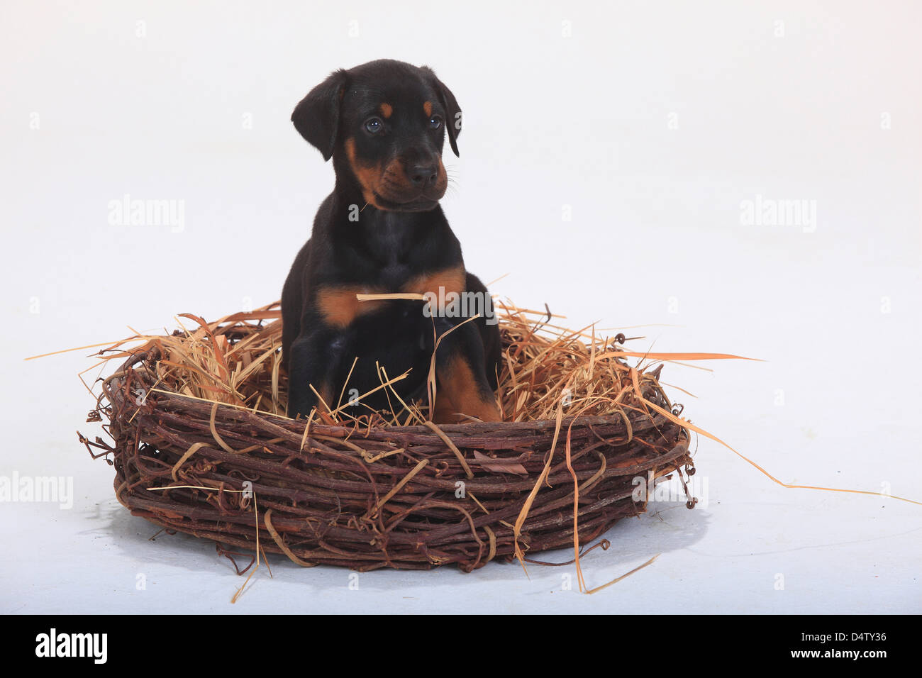 Dobermann Pinscher, cucciolo, 5 settimane / NEST, paglia |Dobermann, Welpe, 5 Wochen / nido, Stroh Foto Stock