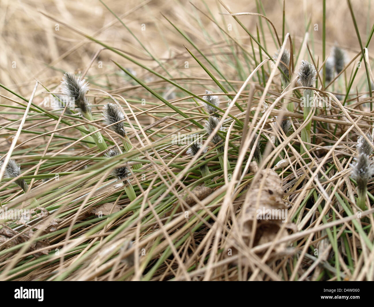 Fluorescenza da lepre è a coda di erba di cotone / Eriophorum vaginatum / Scheiden-Wollgras Foto Stock