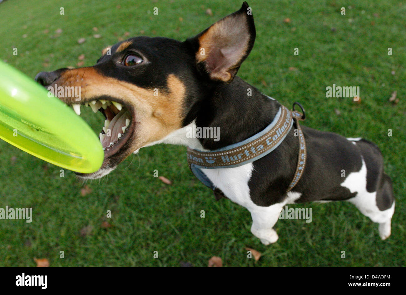 Jack Russel Bo practice cattura il disco durante un dogfrisbee sessione di formazione a Duesseldorf in Germania, 07 dicembre 2009. Dogfrisbee coinvolge i cani in esecuzione dopo la cattura e frisbees generata dai loro padroni. Foto: JULIAN STRATENSCHULTE Foto Stock