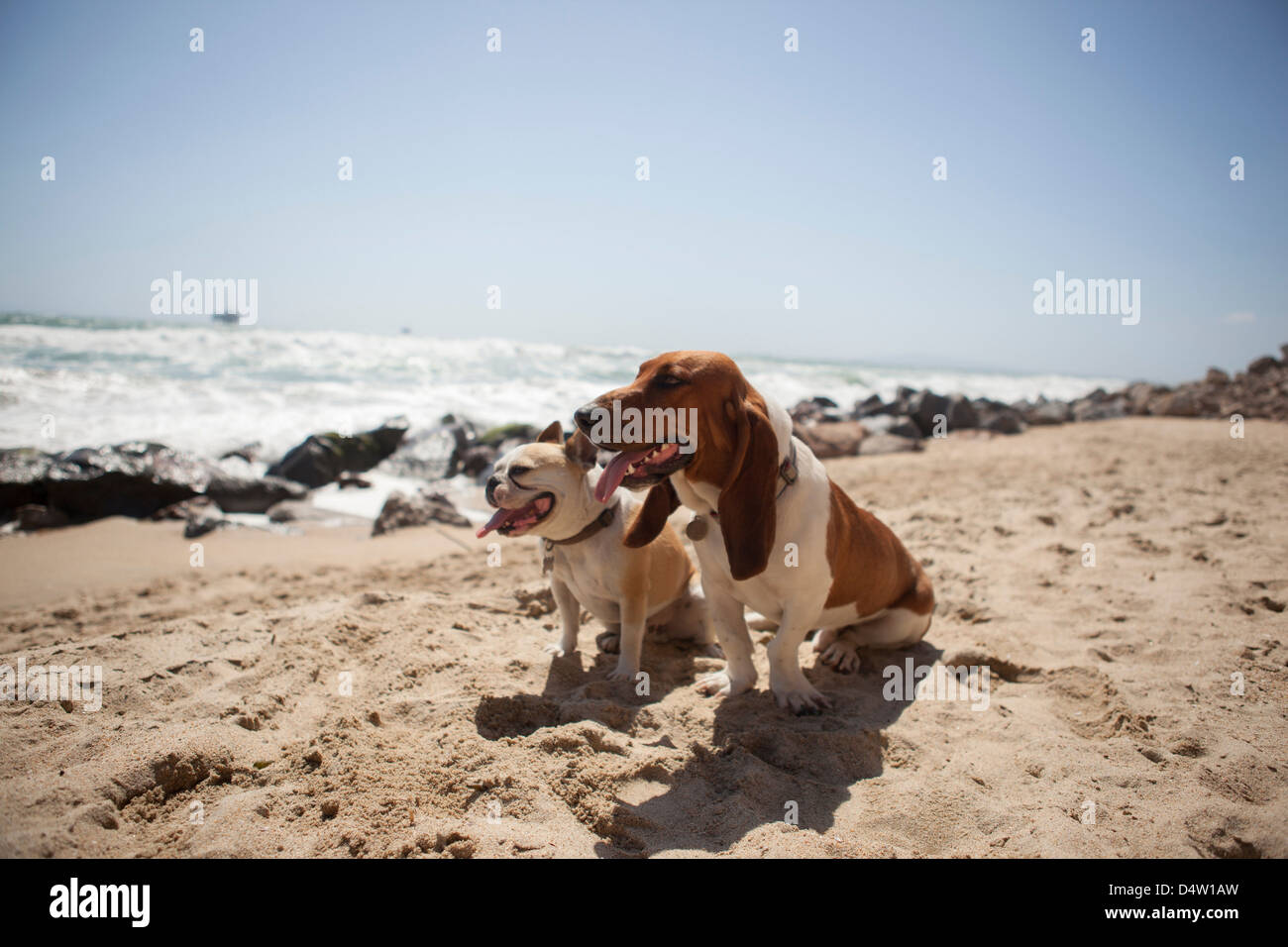 Cani ansimando insieme sulla spiaggia Foto Stock
