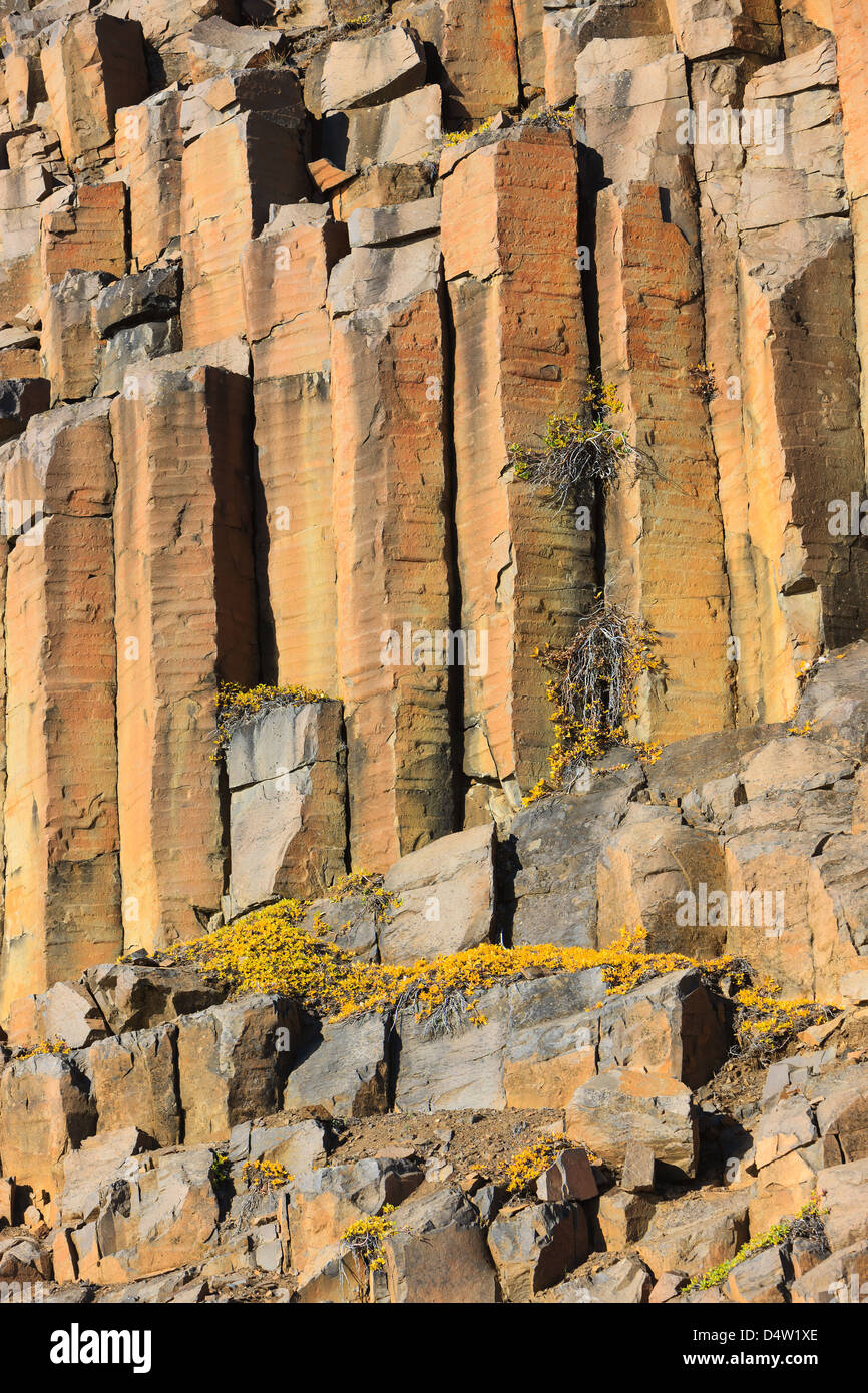 Foglie di autunno di salice artico sulla curvatura di gruppi di colonne di basalto. Vikingebugt fiordo Scoresbysund. Foto Stock