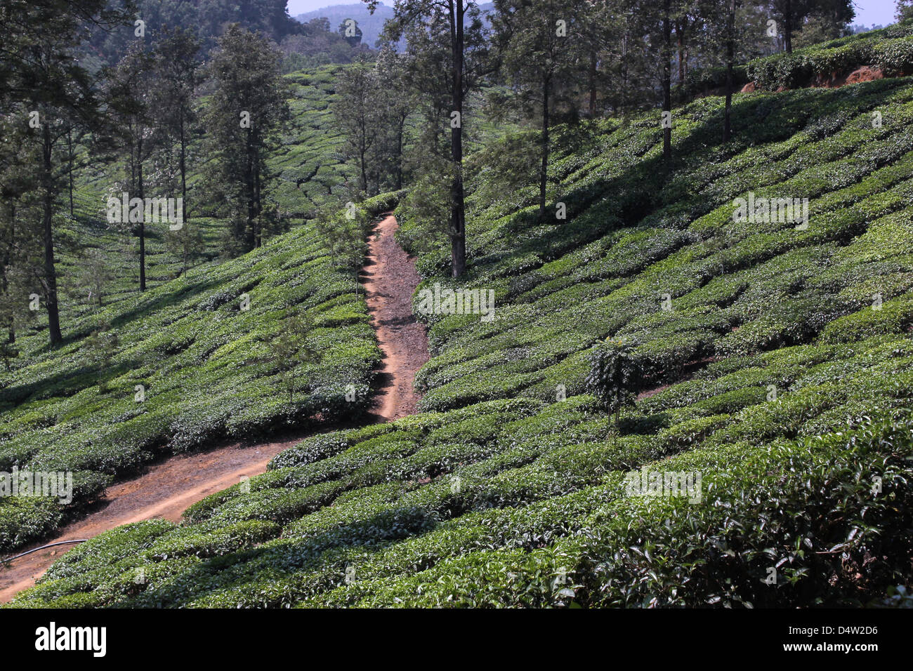 La piantagione di tè in Wayanad India del Sud Foto Stock