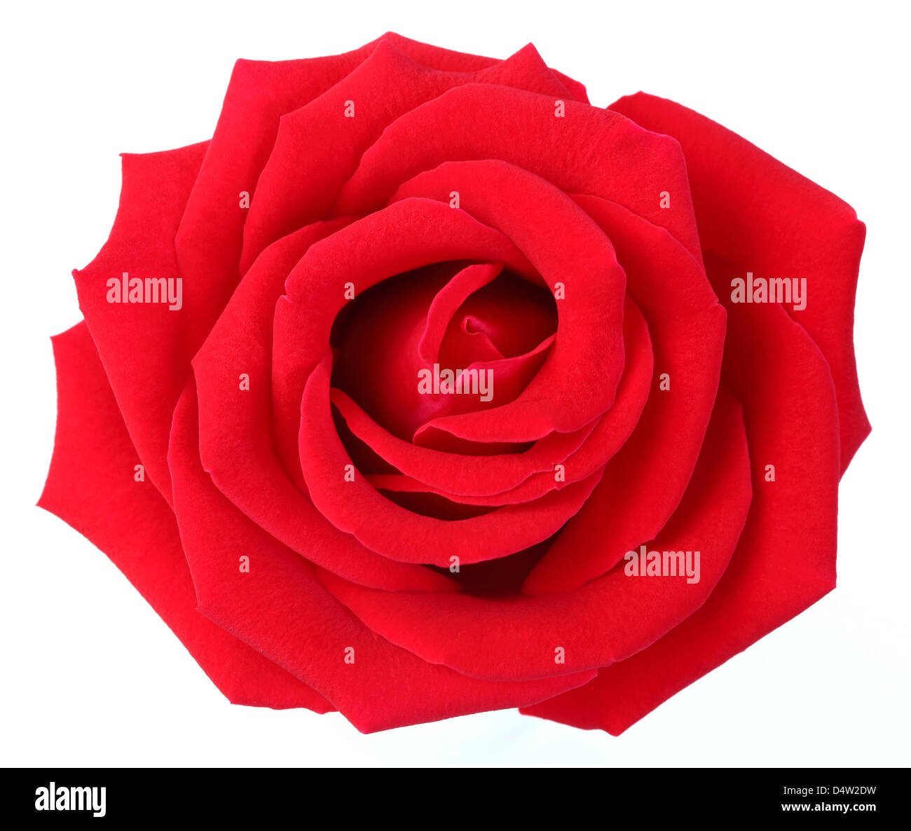Red Rose isolato su bianco Foto Stock