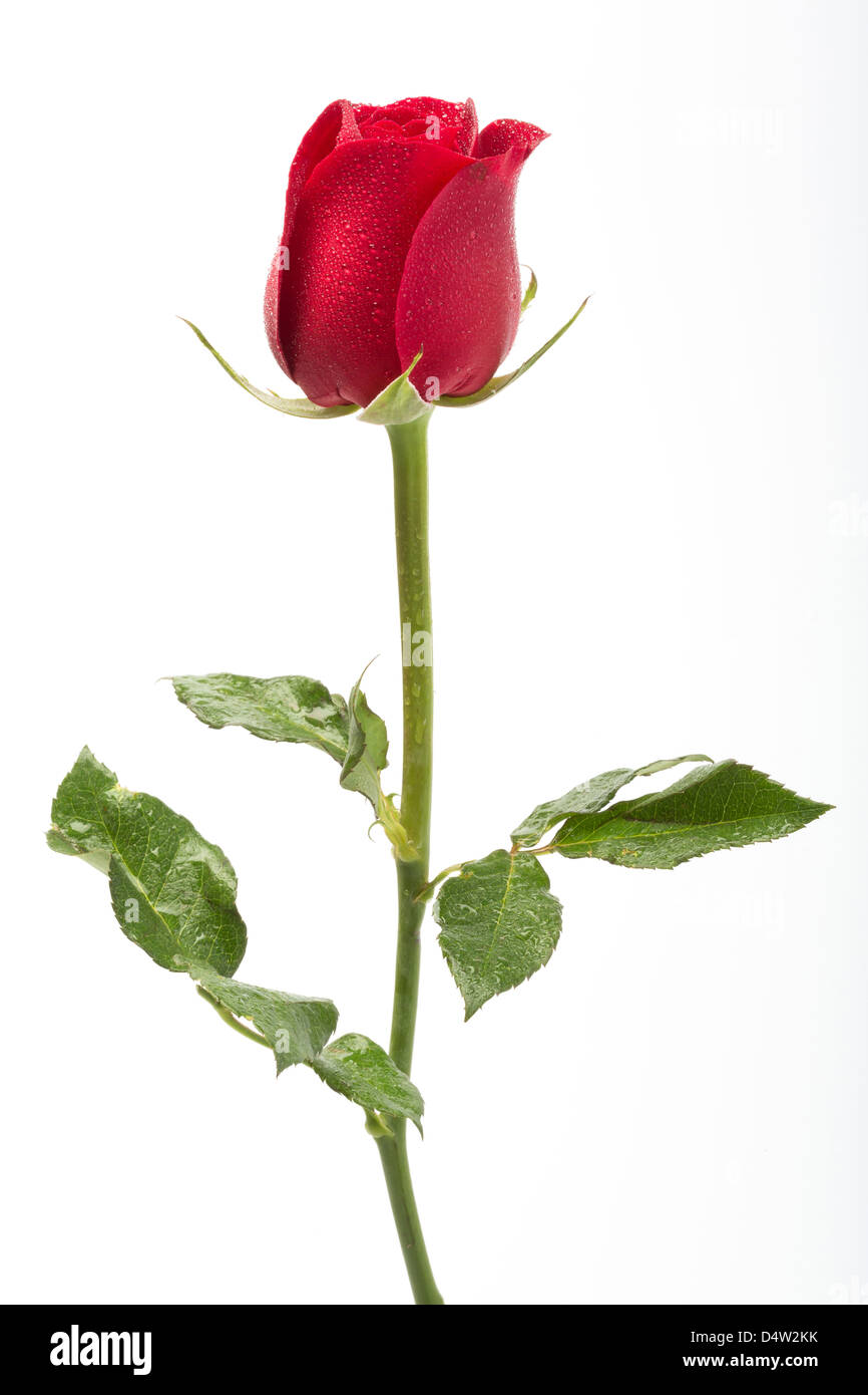 Rosa rossa con una piccola goccia d'acqua isolato su bianco Foto Stock