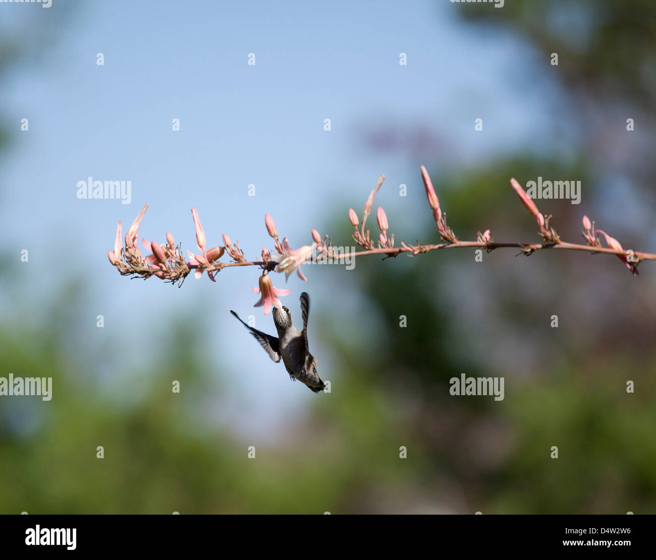 Hummingbird alimentazione dalla struttura ad albero di fioritura Foto Stock