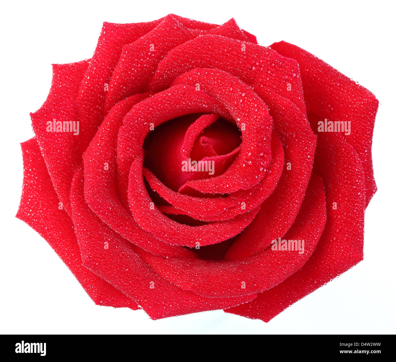Rosa rossa con una piccola goccia d'acqua isolato su bianco Foto Stock