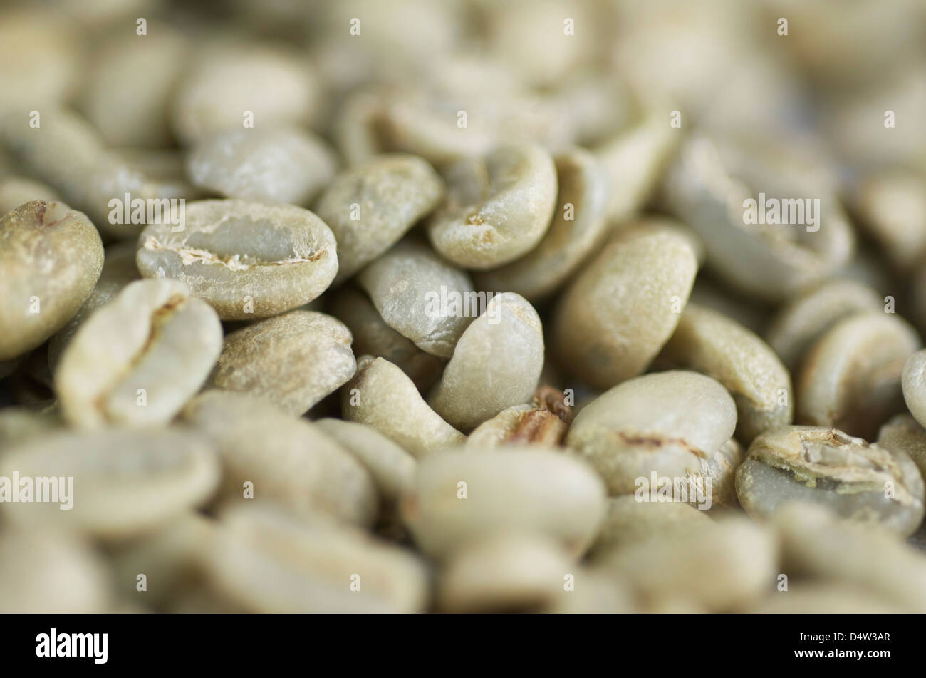 Close-up shot di caffè verde l'ingrediente utilizzato per rendere polvere di perdita in peso,supplementi. Foto Stock