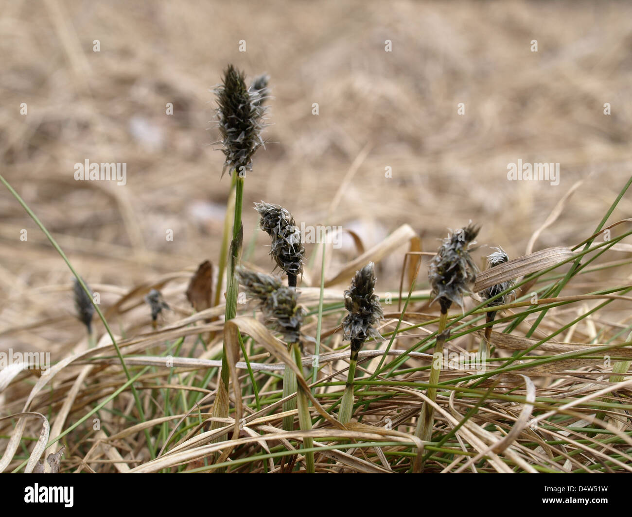 Fluorescenza da lepre è a coda di erba di cotone / Eriophorum vaginatum / Scheiden-Wollgras Foto Stock