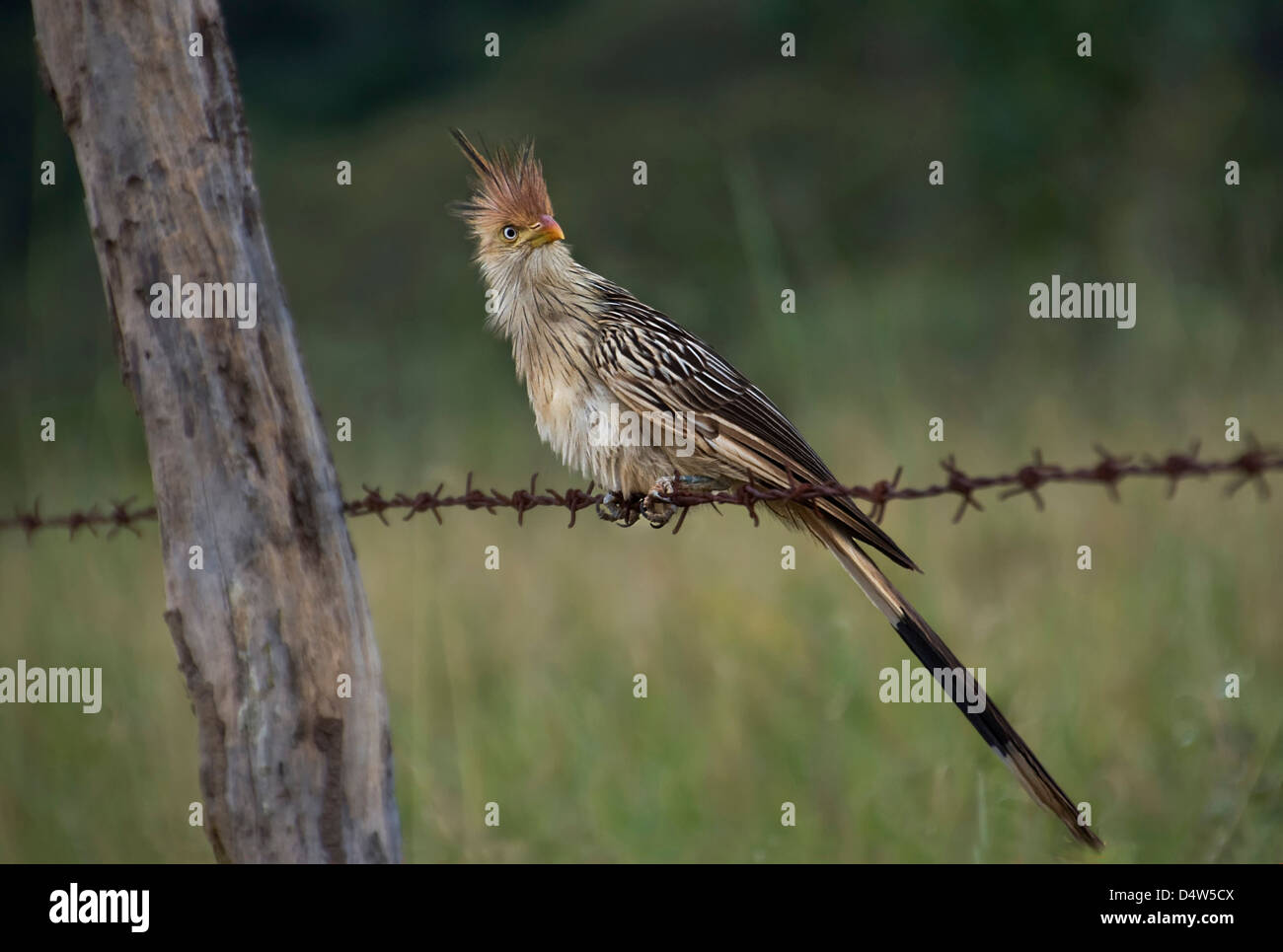 Un Sud Americana uccello cuculo Guira arroccato su un filo Foto Stock