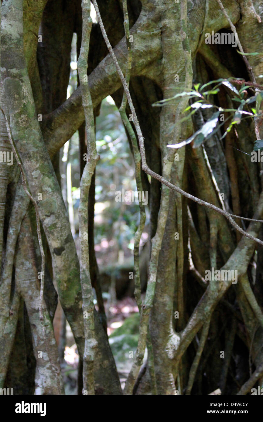 Una fotografia guardando attraverso un strangler fig tree, presi nell'entroterra della Gold Coast in Australia. Foto Stock
