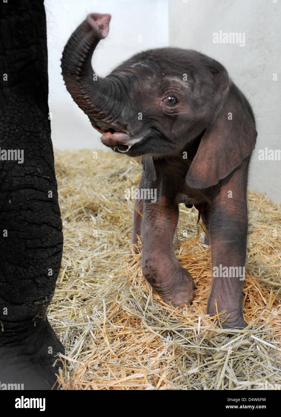 Ancora un nameless femmina baby elephant passeggiate attraverso il suo involucro in Wildlife Park Serengetipark Hodenhagen, Germania, 27 dicembre 2009. L'elefante è nato il 27 dicembre 2009 e relativamente petite - anche per un elefante baby. Foto: JOCHEN LUEBKE Foto Stock