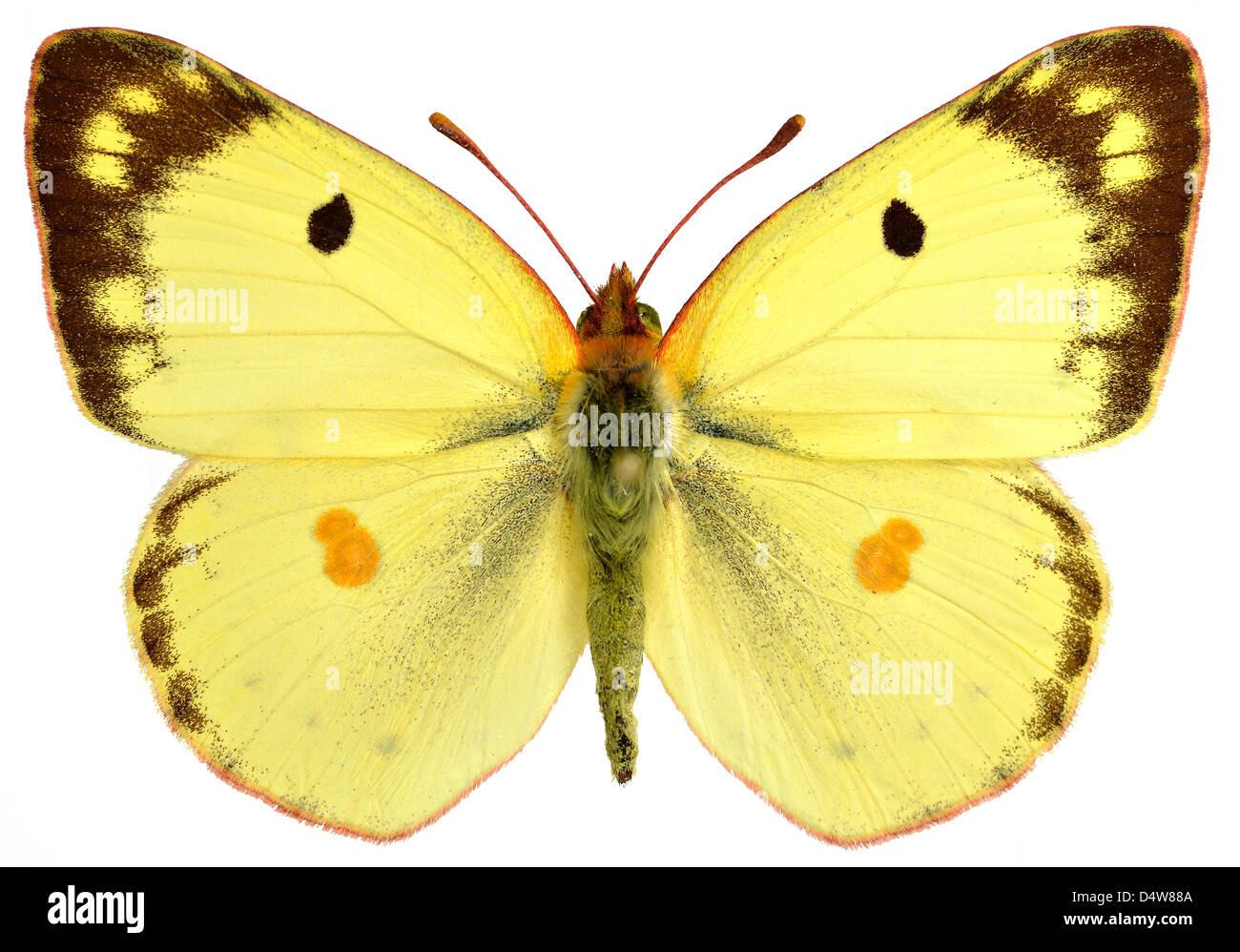 Maschio offuscato pallido giallo farfalla (Colias hyale) isolato su sfondo bianco Foto Stock