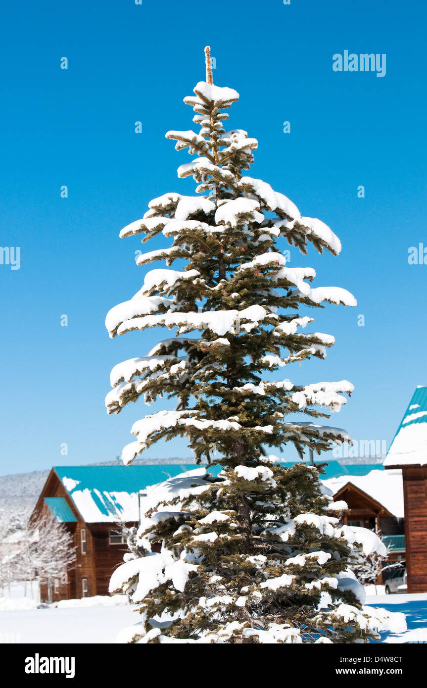 Bella coperta di neve pino con un luminoso cielo blu in background. Foto Stock