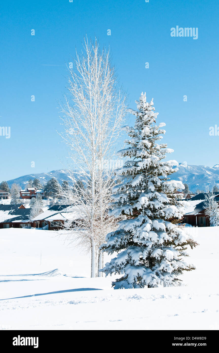 Due diversi tipi di alberi coperti di neve con belle montagne sullo sfondo. Foto Stock