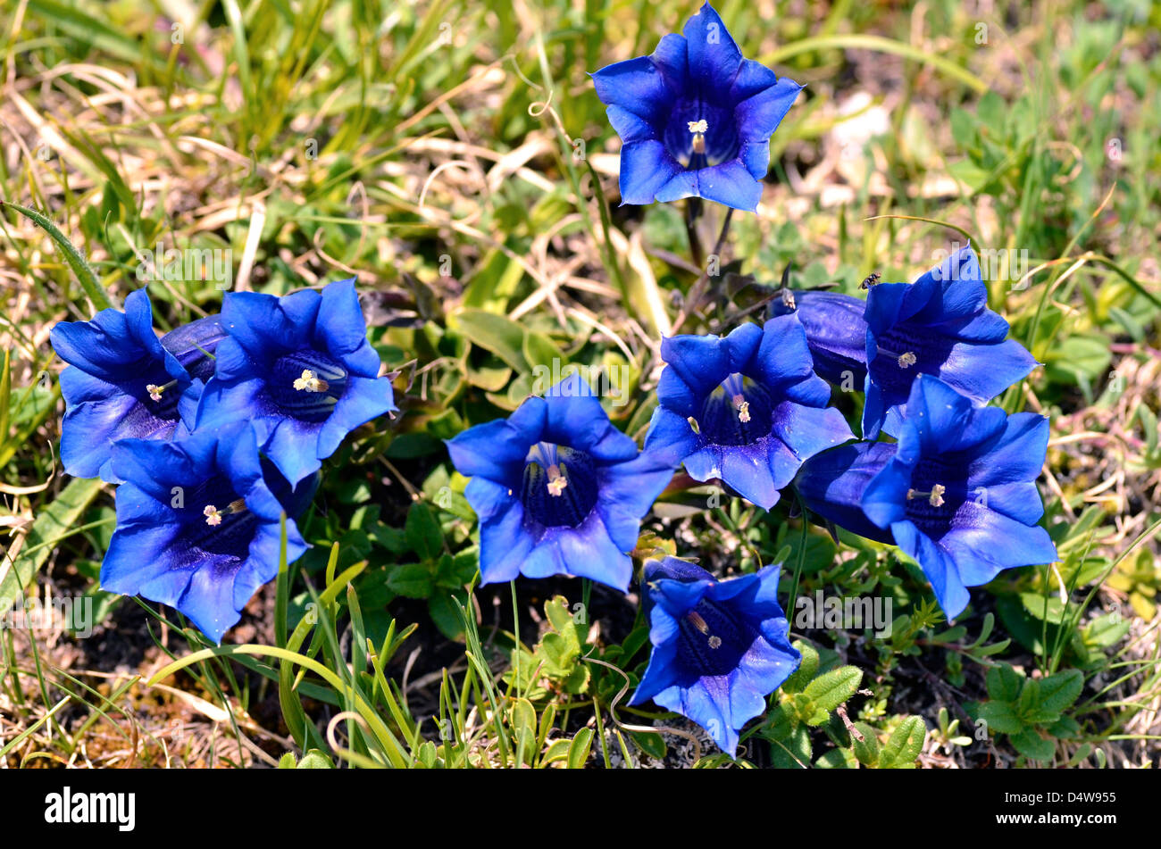 Stemless genziane (Gentiana acaulis) nelle Alpi francesi a La Plagne Foto Stock