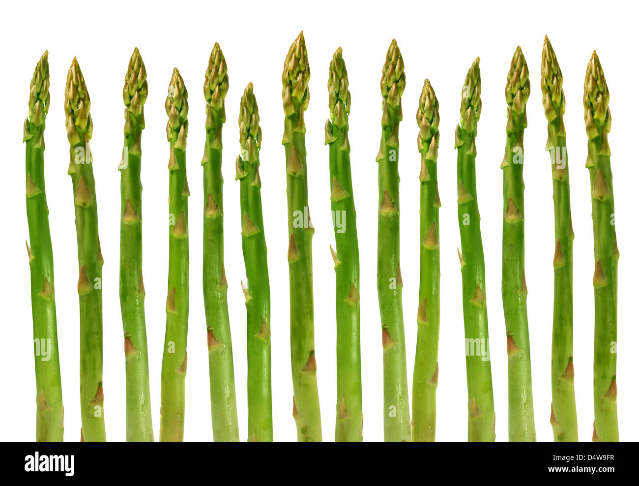 Gruppo di asparagi verdi ortaggi sani organizzati in una riga isolata su uno sfondo bianco come un cibo concetto di salute Dieta e vivere una naturale montare ben nutrita la vita. Foto Stock