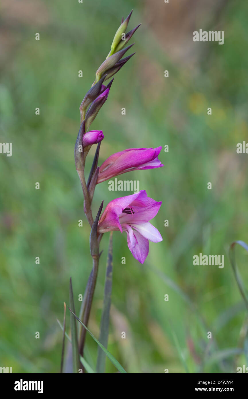 Wild Gladiolus (Gladiolus illyricus) fiori habitat erboso Costa Vicentina Park Algarve Portogallo Europa inizio marzo 2013 Foto Stock