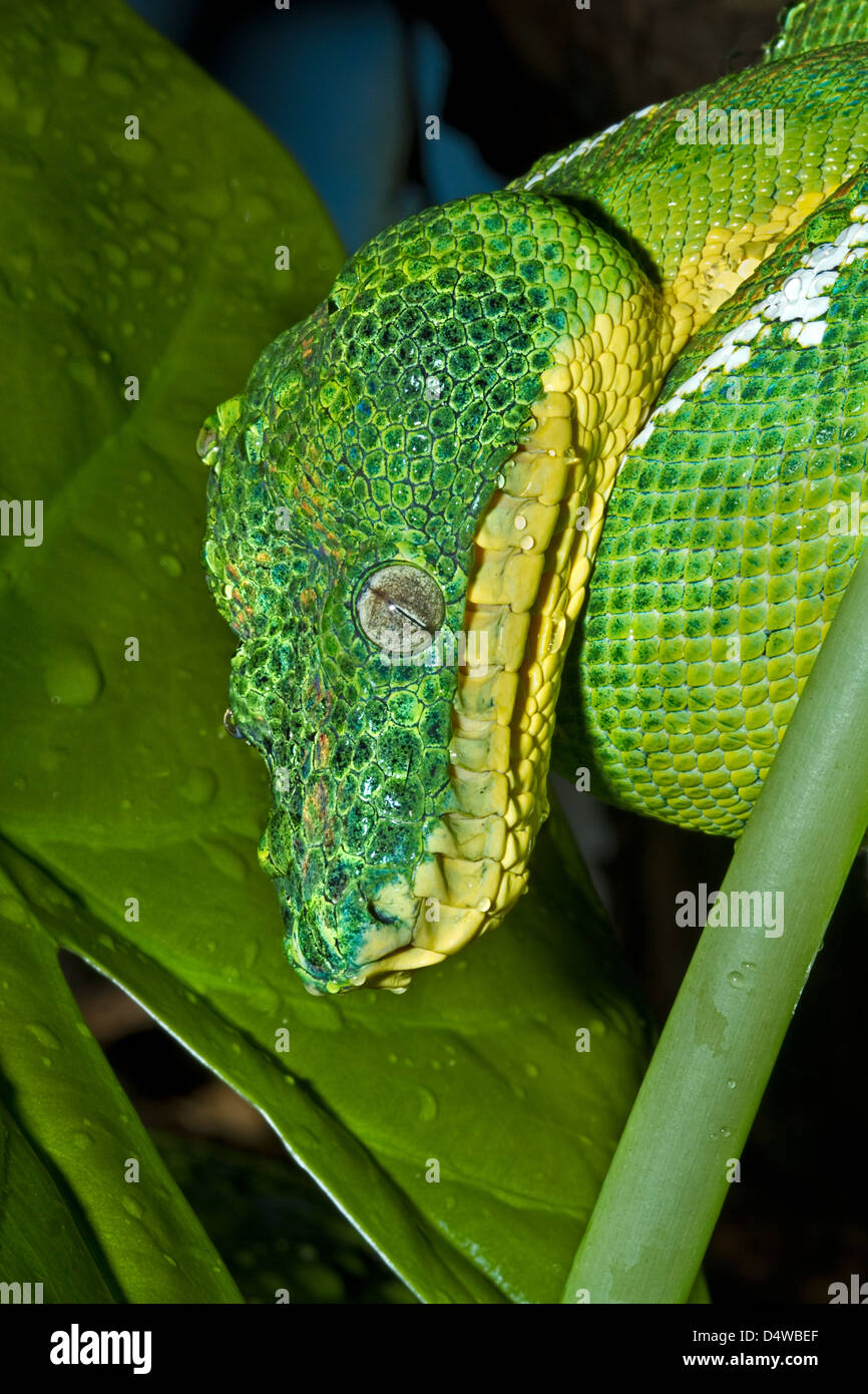 Emerald Tree Boa (Corallus caninus) forma amazzonica dopo una doccia Gennaio 2011 Foto Stock