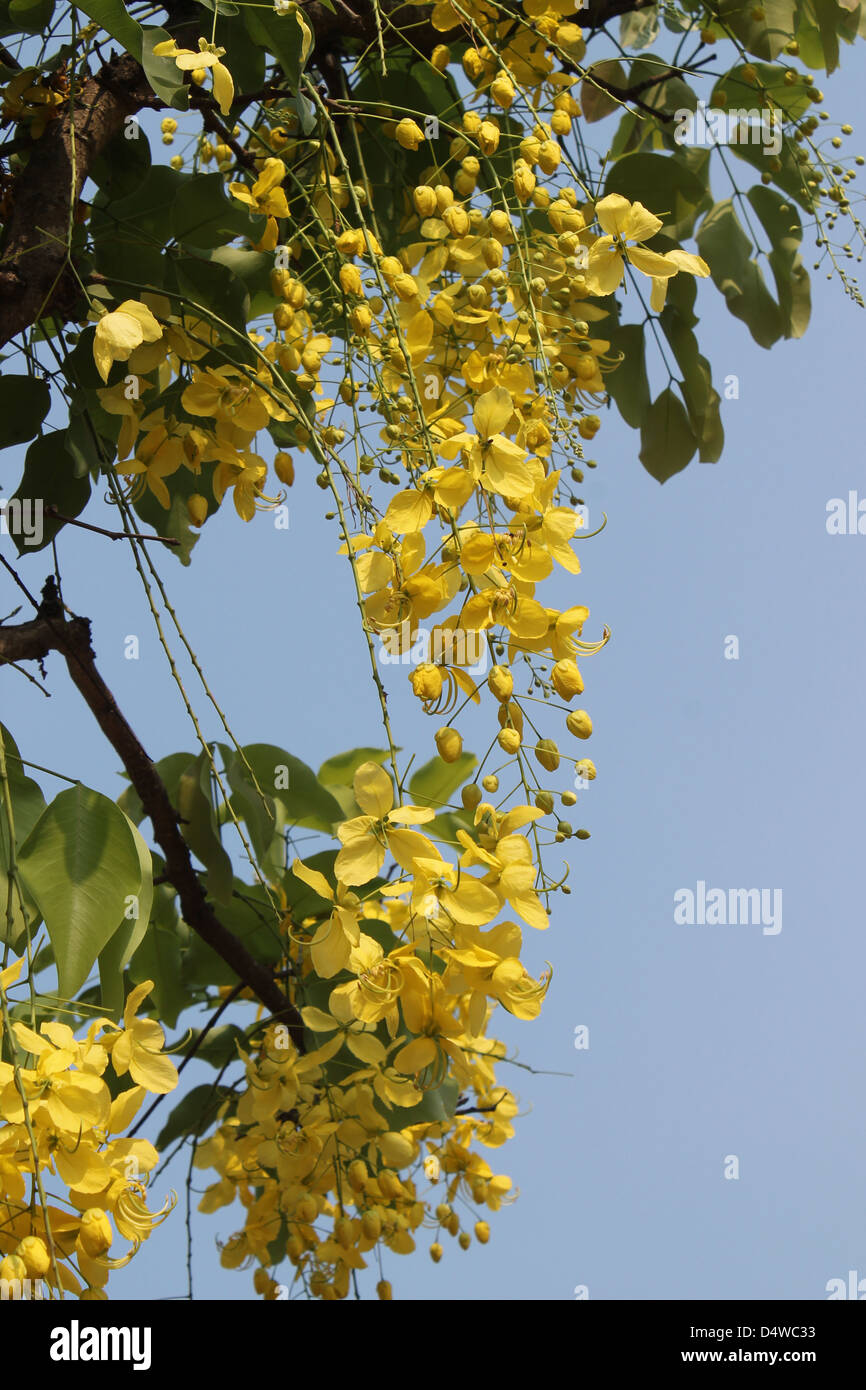 Cassia fistola Foto Stock