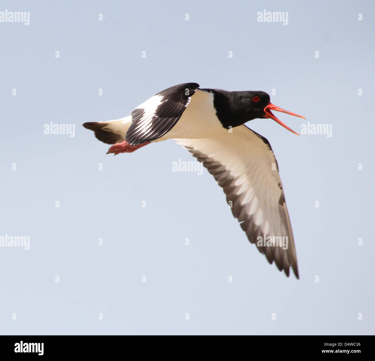 Close-up di un comune Pied Oystercatcher (Haematopus ostralegus) in volo e chiama in allarme Foto Stock